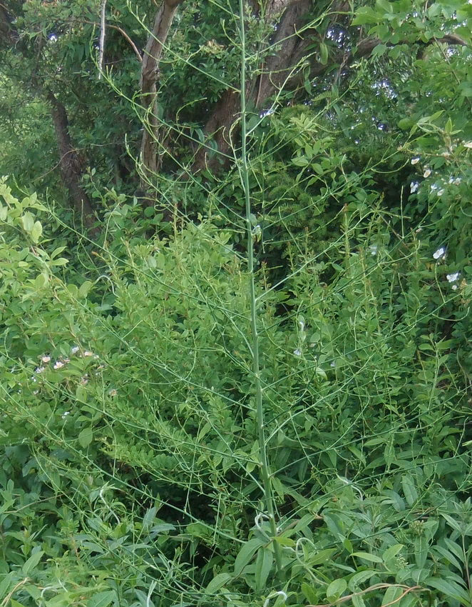 Hvordan dyrker man grønne Asparges?