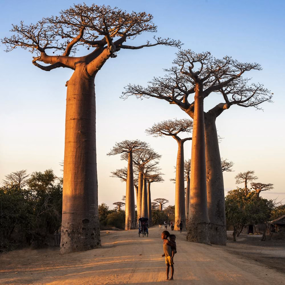Where to see baobabs in Madagascar?
