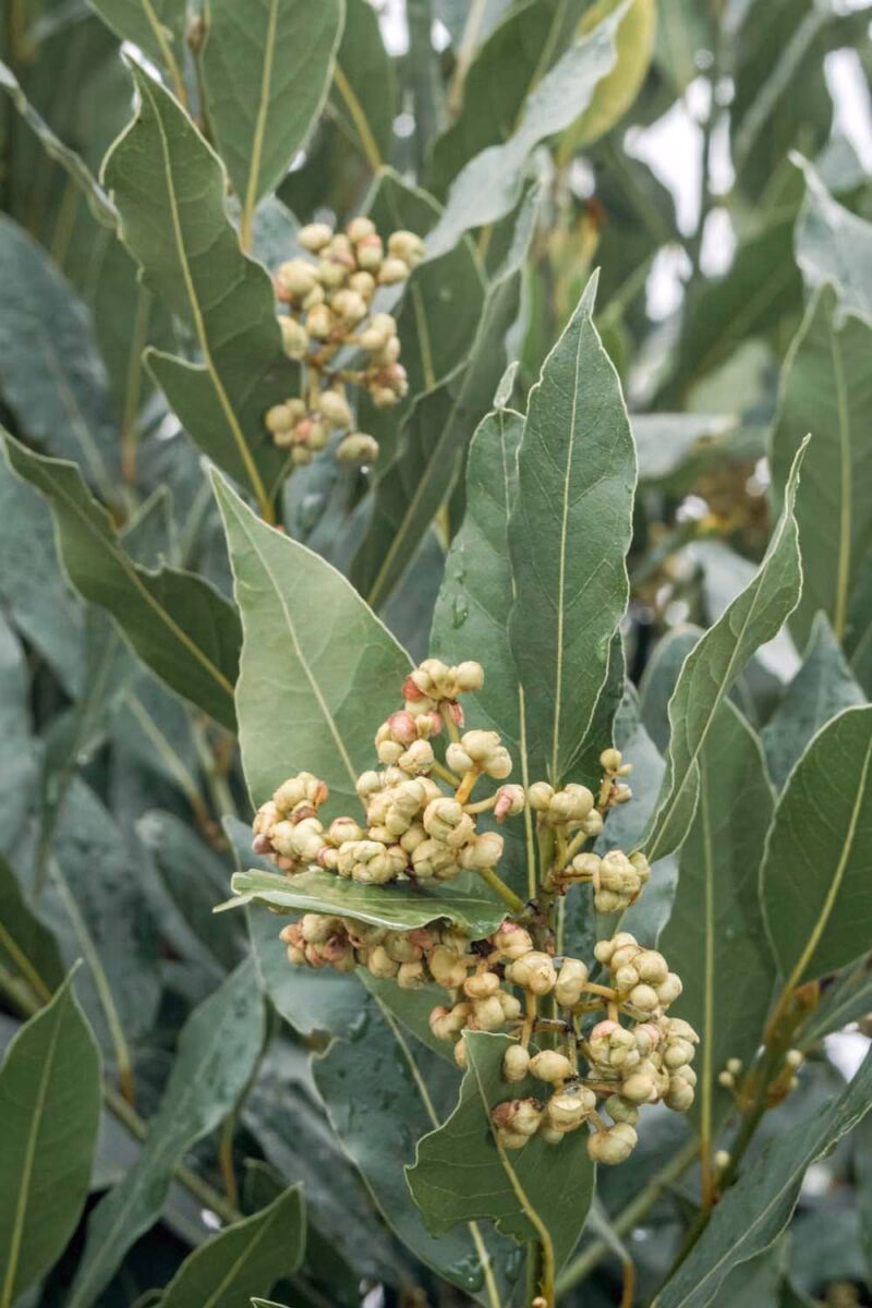 Should you grow a bay leaf tree?