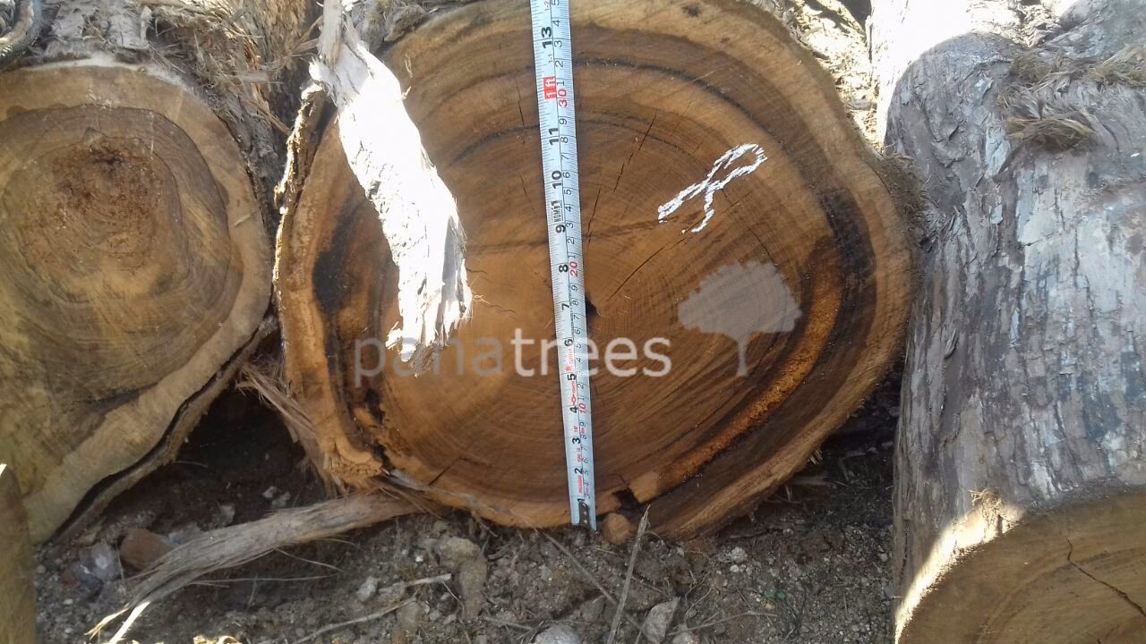 Does bocote have a knot?