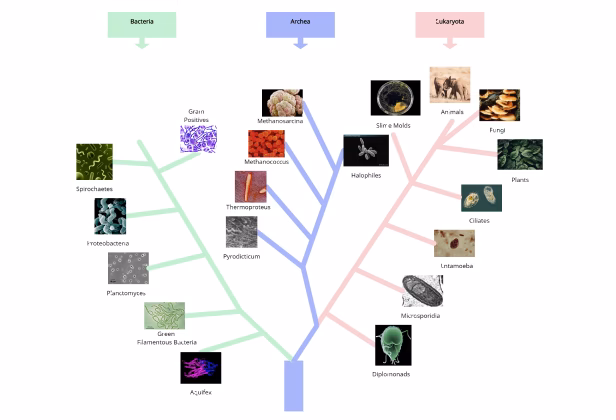 How does phylot generate phylogenetic trees?