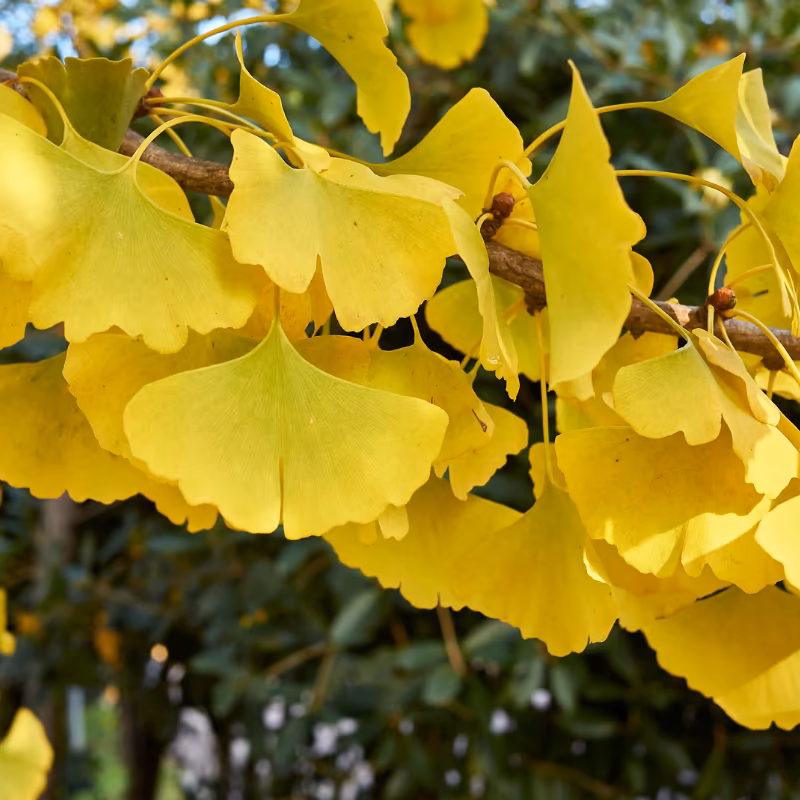 What is TrackID SP-600?