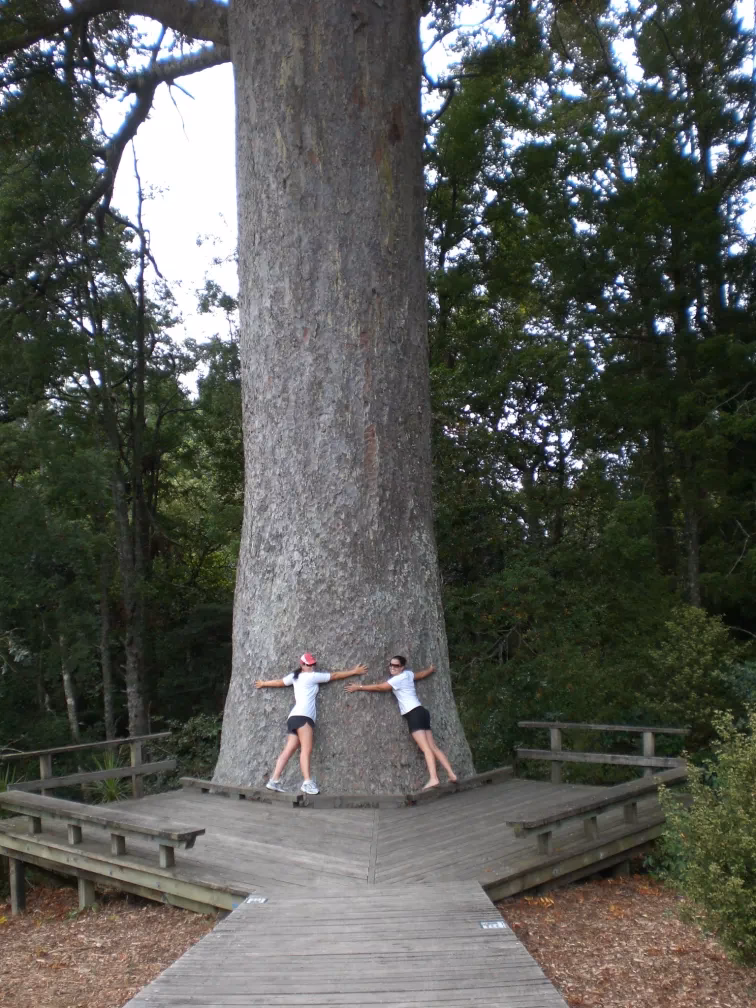 Why is kauri wood so popular in New Zealand?