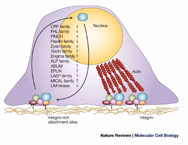 What is a LIM motif?