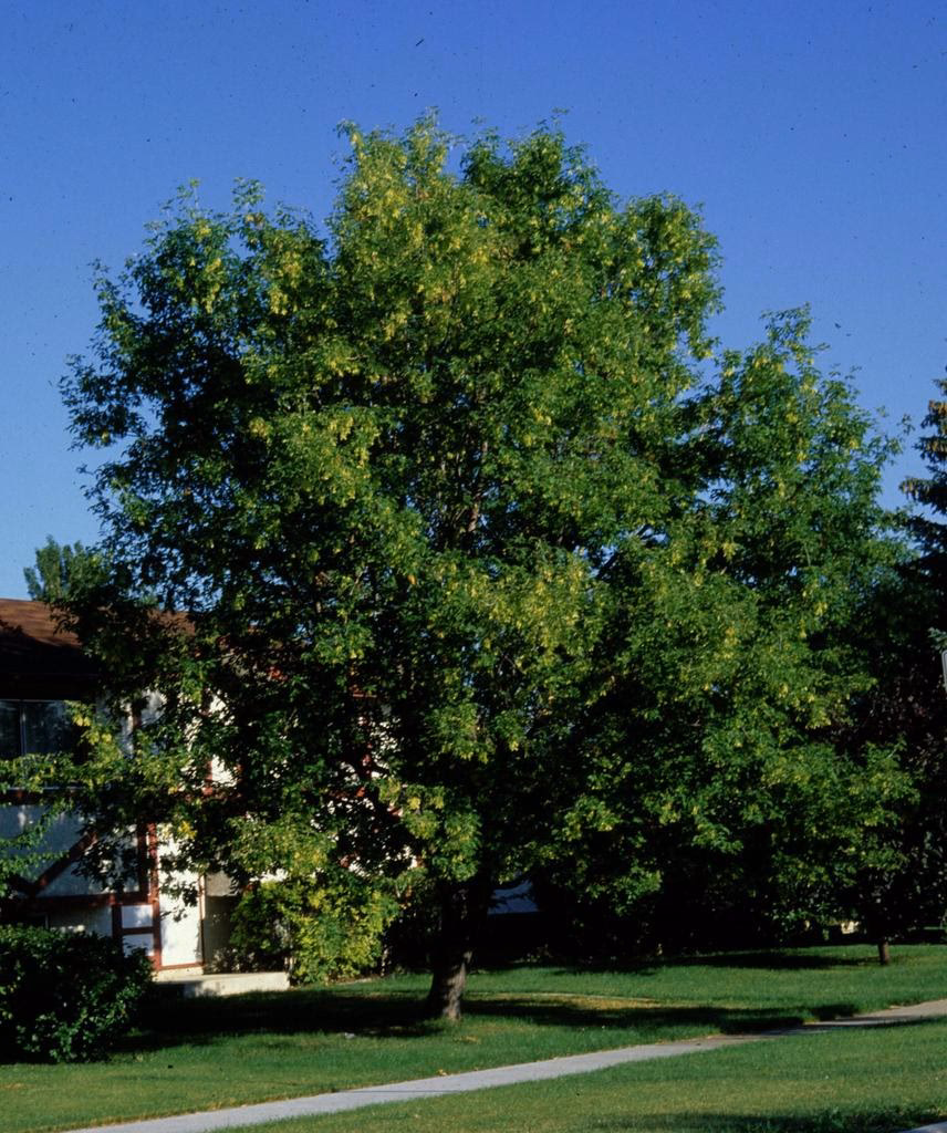 Is a Manitoba maple a male or female tree?
