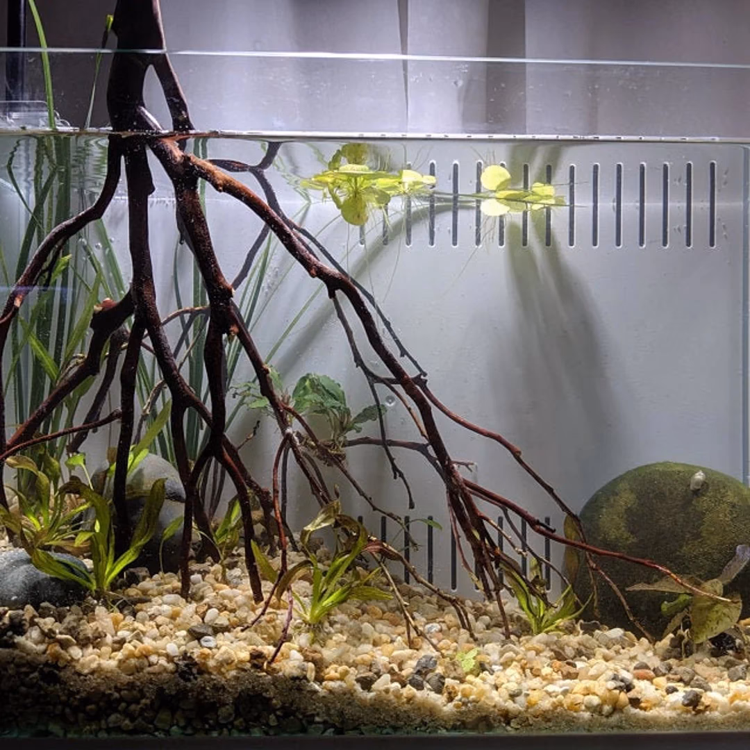 How long does manzanita wood last in an aquarium?
