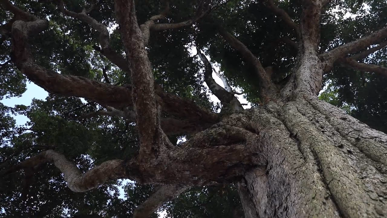 Can you cut down ancient Zhennan trees?