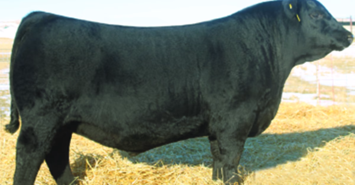 How much does a Sav Bull cost?