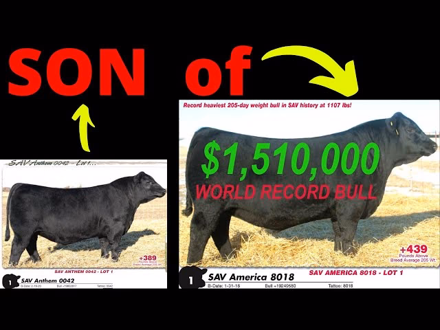 How much did Sav America sell for?